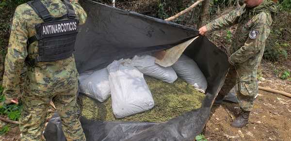 Incautan y destruyen 7.300 kilos de marihuana en Azote’y