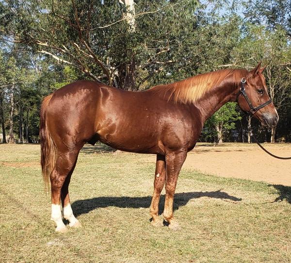 Mañana viernes, El Rodeo remata caballos Cuarto de Milla en feria televisada de la APCM