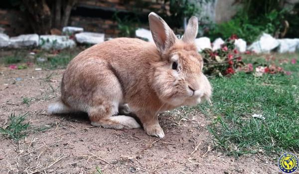 Ofrecen recompensa por “Chochito” •