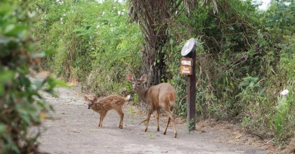 La Nación / Día del Pantanal: con exposición virtual buscan instaurar esta fecha en Paraguay