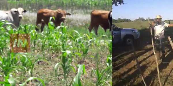 DENUNCIAN QUE VACAS DE UN ABOGADO ENCARNACENO DESTRUYE CULTIVOS EN CAMBYRETÁ