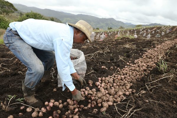 Ventas de carretera, la cara de la crisis de cultivadores de papa en Colombia - MarketData