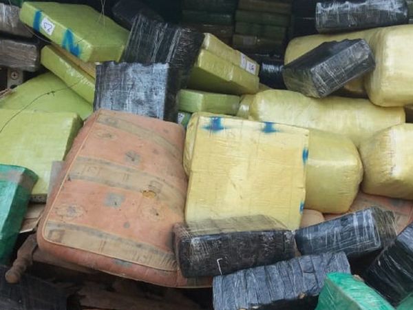 Incautan alrededor de 20.000 kilos de supuesta marihuana en San Pedro