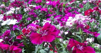 La Nación / Conozca sobre las flores de verano