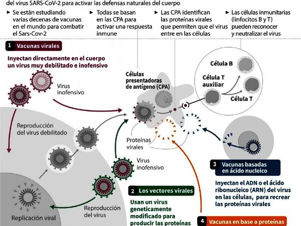 Fauci: “Inmunidad que dan las vacunas caerá en un año”