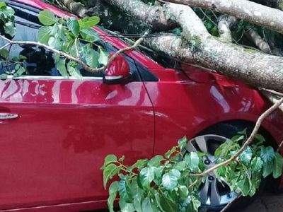 Una fugaz tormenta derribó árboles en Presidente Franco
