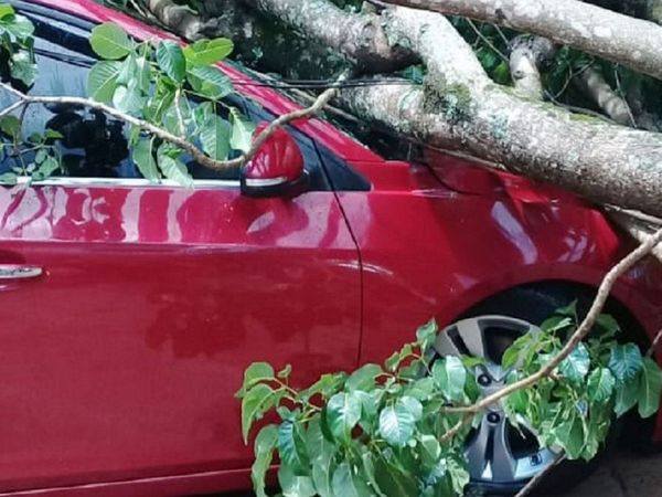 Una fugaz tormenta derribó árboles en Presidente Franco