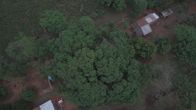 Samu´u finalista del concurso “Colosos de la Tierra” es declarado de interés municipal en Ybycuí » Ñanduti