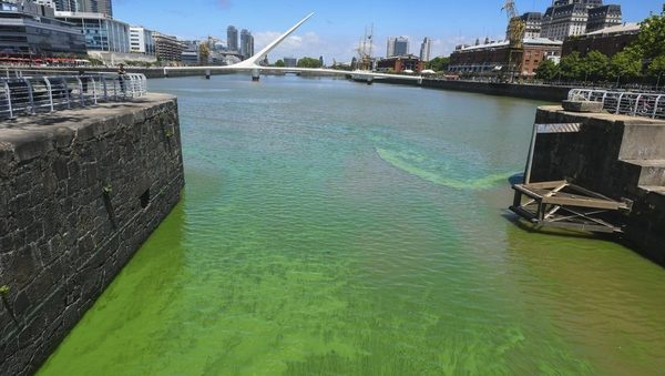 Gran cantidad de cianobacterias en las aguas del Río de la Plata