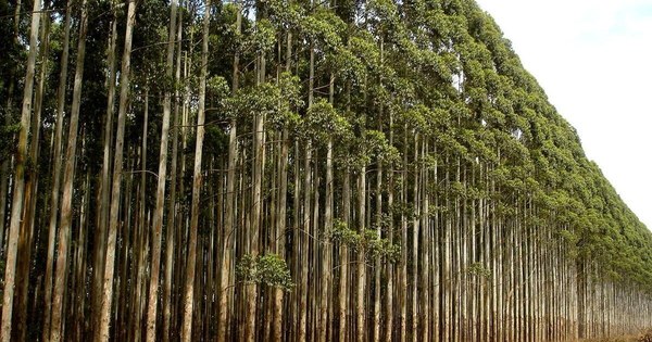 La Nación / Titular de Infona destaca inclusión de superficies forestales como garantía real