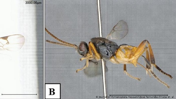 Descubrieron una nueva especie de avispa en Japón