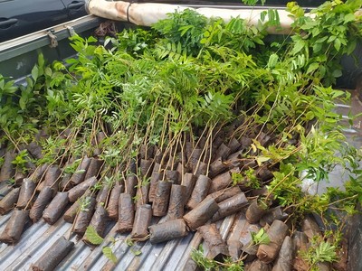 MUNICIPIO COLABORA CON PLANTACIÓN DE ÁRBOLES EN EDELIRA