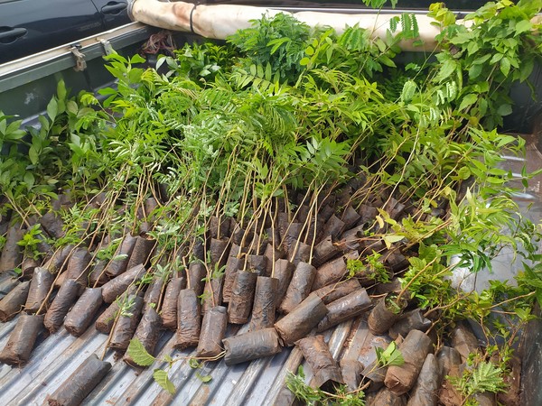 MUNICIPIO COLABORA CON PLANTACIÓN DE ÁRBOLES EN EDELIRA