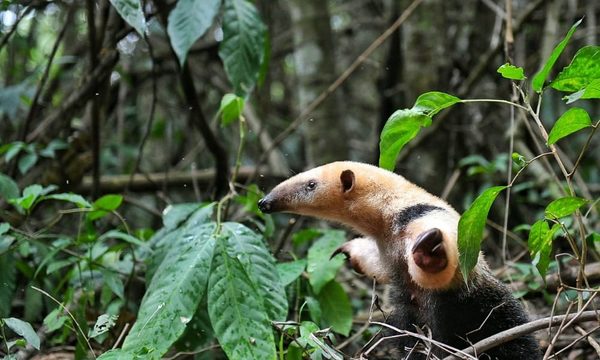 Liberan en reserva de Itaipú al «kaguaré» rescatado en Franco