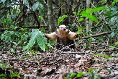 Liberan en una reserva a oso melero rescatado en Presidente Franco - Noticde.com