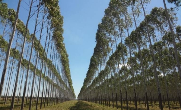 HOY / Incorporan el 'vuelo forestal' como garantía para acceder a créditos