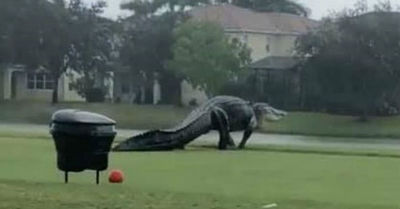 Cocodrilo gigante causa terror en un club de golf de Florida - C9N