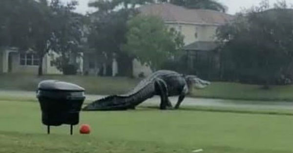 Cocodrilo gigante causa terror en un club de golf de Florida - C9N
