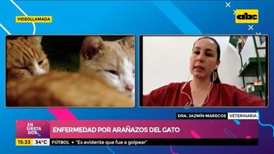 Enfermedades causadas por arañazos de gatos - Ensiestados - ABC Color