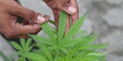 Argentina legaliza el autocultivo de cannabis para uso medicinal