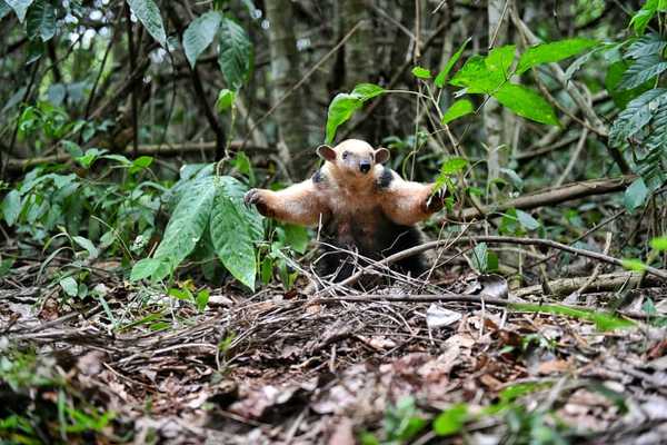 Oso melero es reinsertado en áreas protegidas de la Itaipu | .::Agencia IP::.