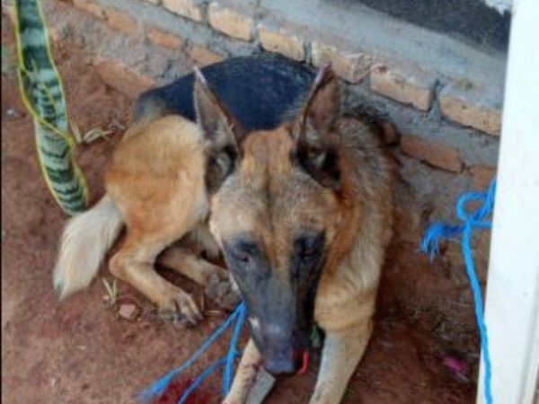 Explotaron bombas en la boca de un perro