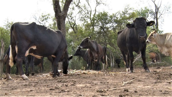 Campo Aceval: Productores afrontaron dos años de fenómenos extremos