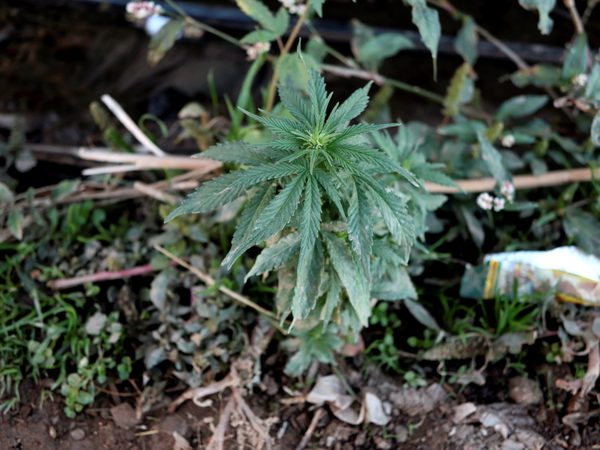 Legalización del cannabis medicinal avanza con reticencia en Costa Rica - MarketData