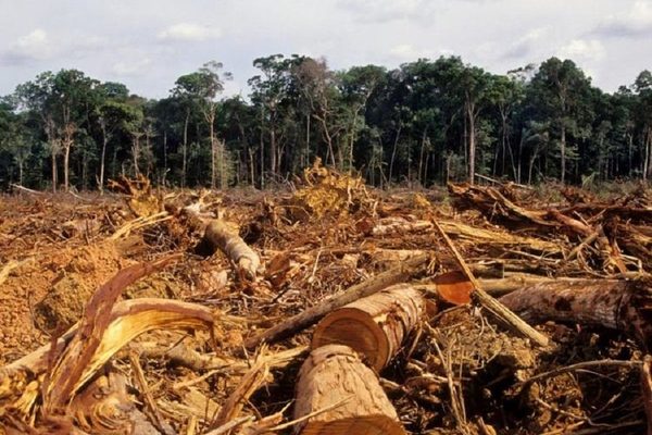 La pandemia y sus efectos sobre los recursos naturales