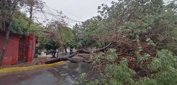 Paso de temporal deja a Asunción a oscuras y con árboles caídos