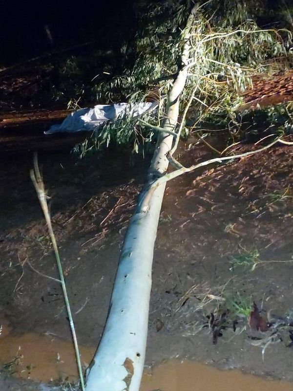 Arroyos y Esteros: Cayó un árbol sobre un hombre y lo mató - Nacionales - ABC Color