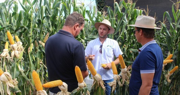 La Nación / Mejoran productividad de maíz y soja mediante buenas prácticas agrícolas