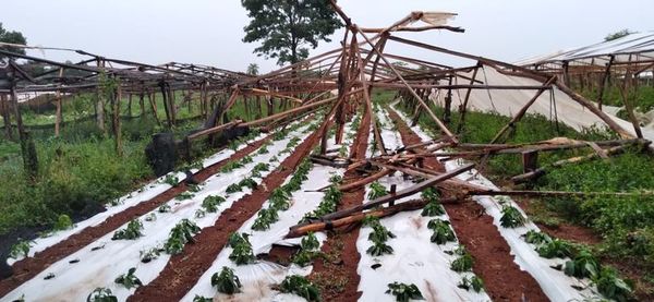Temporal destruyó casas y cultivos en el departamento de Caaguazú - Nacionales - ABC Color