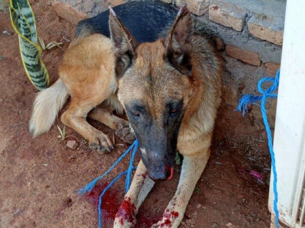 Pusieron una bomba en el hocico de una perrita