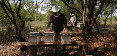 Productores de miel de Ñeembucú optimizan rubro - Nacionales - ABC Color