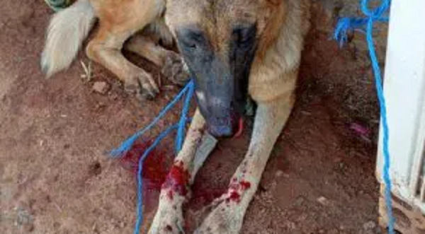 Explotaron bombas en el hocico de una perrita - Noticiero Paraguay