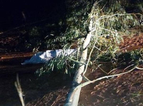 Hombre muere aplastado por un árbol en Arroyo y Esteros