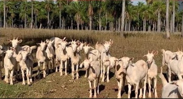 Crónica / Muchas piden leche de cabra para verse más jovencitas