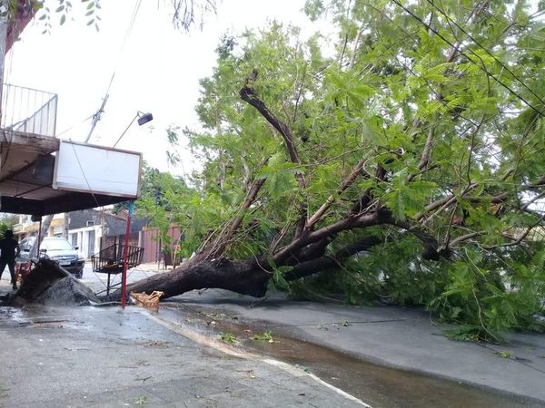 Comuna asuncena reporta más de 160 árboles caídos - Nacionales - ABC Color