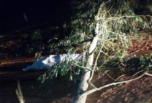 Furia huracanada en Arroyos y Esteros: hombre de 62 años muere aplastado por árbol