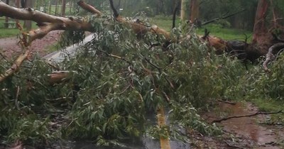 La Nación / Parques Ñu Guasu y Guasu Metropolitano cierran a causa de árboles caídos