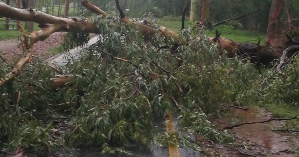 La Nación / Parques Ñu Guasu y Guasu Metropolitano cierran a causa de árboles caídos