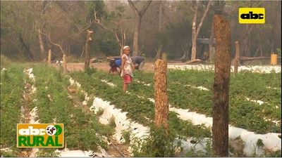 Abc Rural: Frutilleros quieren sumar a su rubro la horticultura - ABC Rural - ABC Color