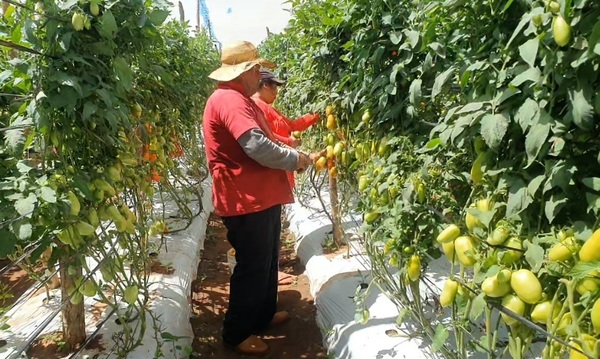 Denuncian que el contrabando asfixia a los productores hortícolas