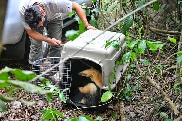 Liberan en reserva a oso melero rescatado de una casa de Presidente Franco – Diario TNPRESS