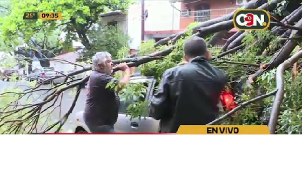 Registran 250 árboles caídos por el temporal en toda la ciudad de Asunción - C9N