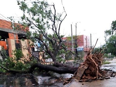 Tormenta: en Asunción 350 casas destechadas y más de 160 grandes árboles tumbados - ADN Paraguayo