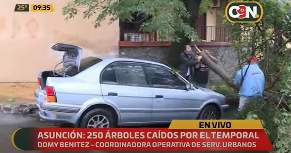 Más de 250 árboles se desplomaron en Asunción, reportan