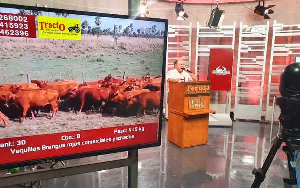 Hoy lunes, Ferusa vende reproductores Brangus, Braford y Brahman en la 16° feria de Alborada