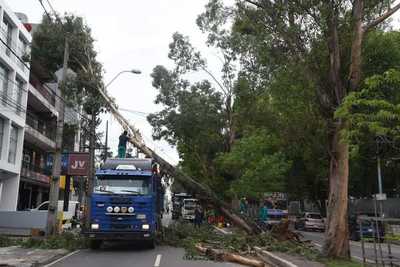Al menos 160 árboles caídos en Asunción tras tormenta